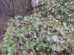 Pyrus ussuriensis