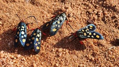 Arniocera auriguttata