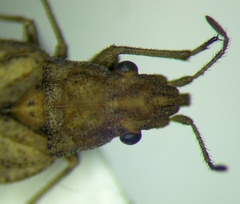 Diomphalus hispidulus