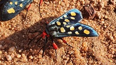 Arniocera auriguttata