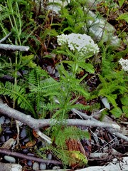 Achillea millefolium litoralis