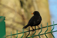 Turdus merula