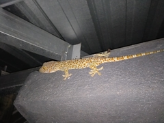 Gekko gecko