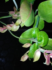Ahaetulla prasina