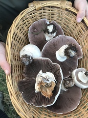 Agaricus urinascens