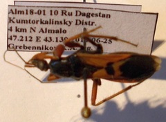 Ectomocoris ululans