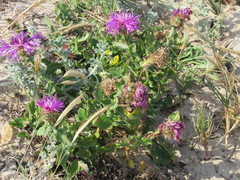 Centaurea polyacantha