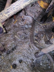 Cerberus schneiderii