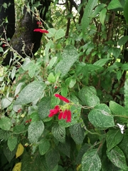 Salvia tubifera
