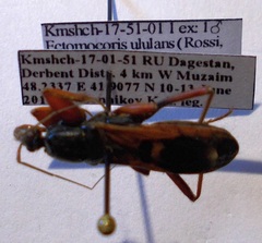 Ectomocoris ululans