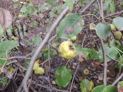 Pyrus ussuriensis