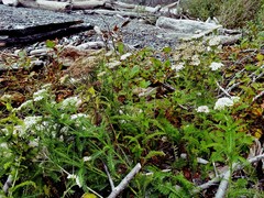 Achillea millefolium litoralis