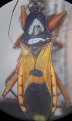 Ectomocoris ululans