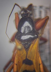 Ectomocoris ululans