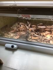 Sylvilagus floridanus