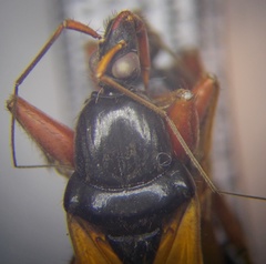 Ectomocoris ululans