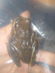 Polypedates leucomystax