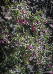 Symphoricarpos longiflorus