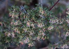 Symphoricarpos longiflorus
