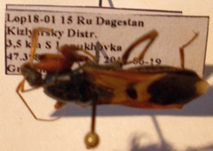 Ectomocoris ululans