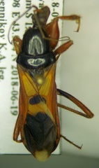 Ectomocoris ululans