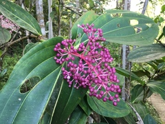 Medinilla speciosa