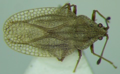 Elasmotropis testacea