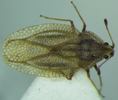 Elasmotropis testacea