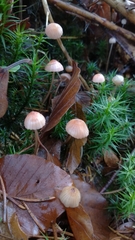 Mycena rosella