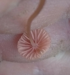 Mycena rosella