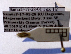 Elasmotropis testacea