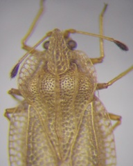 Elasmotropis testacea