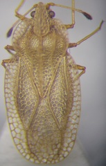 Elasmotropis testacea