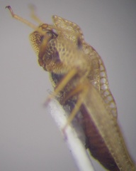 Elasmotropis testacea