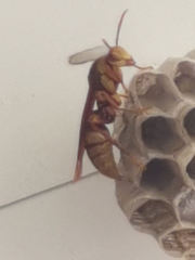 Polistes carnifex carnifex