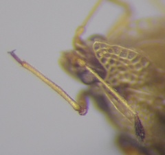 Elasmotropis testacea