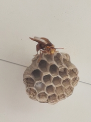 Polistes carnifex carnifex