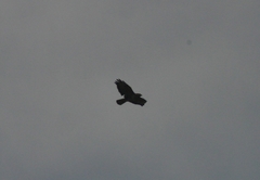 Buteo buteo