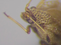 Elasmotropis testacea