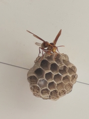 Polistes carnifex carnifex