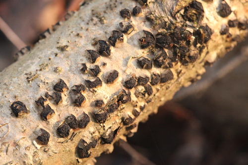 Representative image of Diatrypella