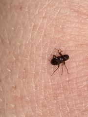 Stenelmis calida