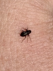 Stenelmis calida