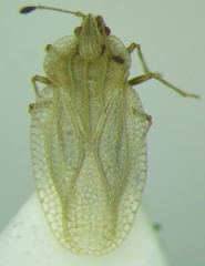 Elasmotropis testacea
