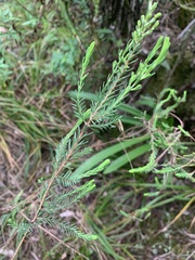 Passerina montivaga