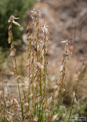 Melica stricta