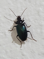 Carabidae