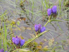 Gentiana triflora