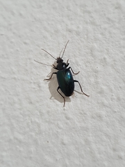 Carabidae