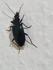 Carabidae